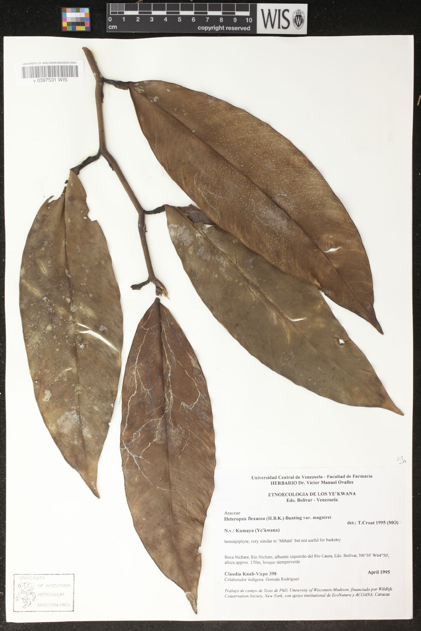 Heteropsis flexuosa var. maguirei image