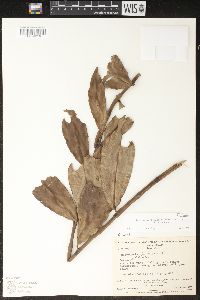 Heteropsis flexuosa var. flexuosa image