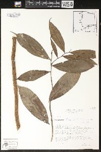 Image of Heteropsis flexuosa