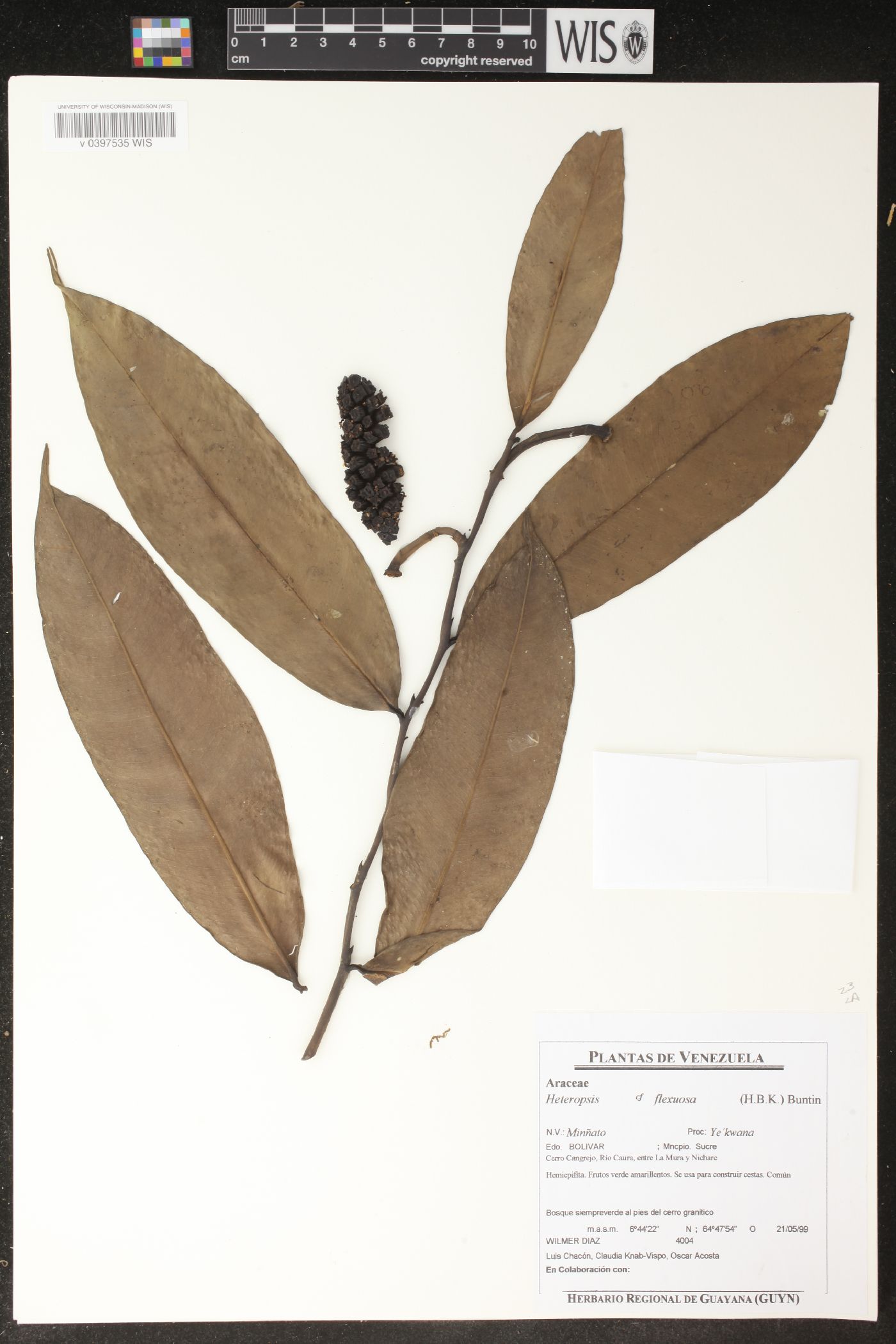 Heteropsis flexuosa image