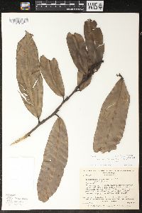 Heteropsis flexuosa var. flexuosa image