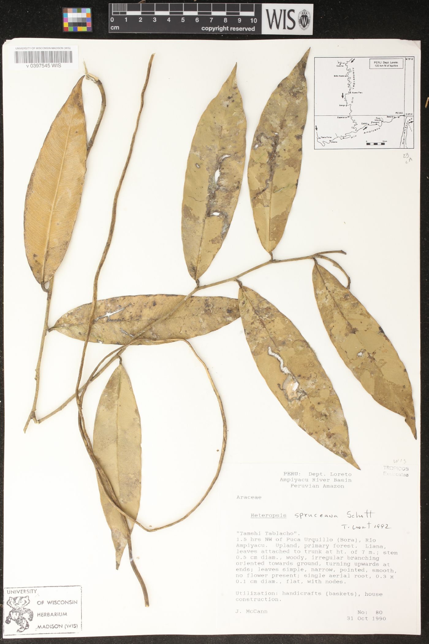 Heteropsis spruceana image