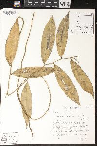 Image of Heteropsis spruceana