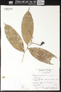 Image of Heteropsis steyermarkii