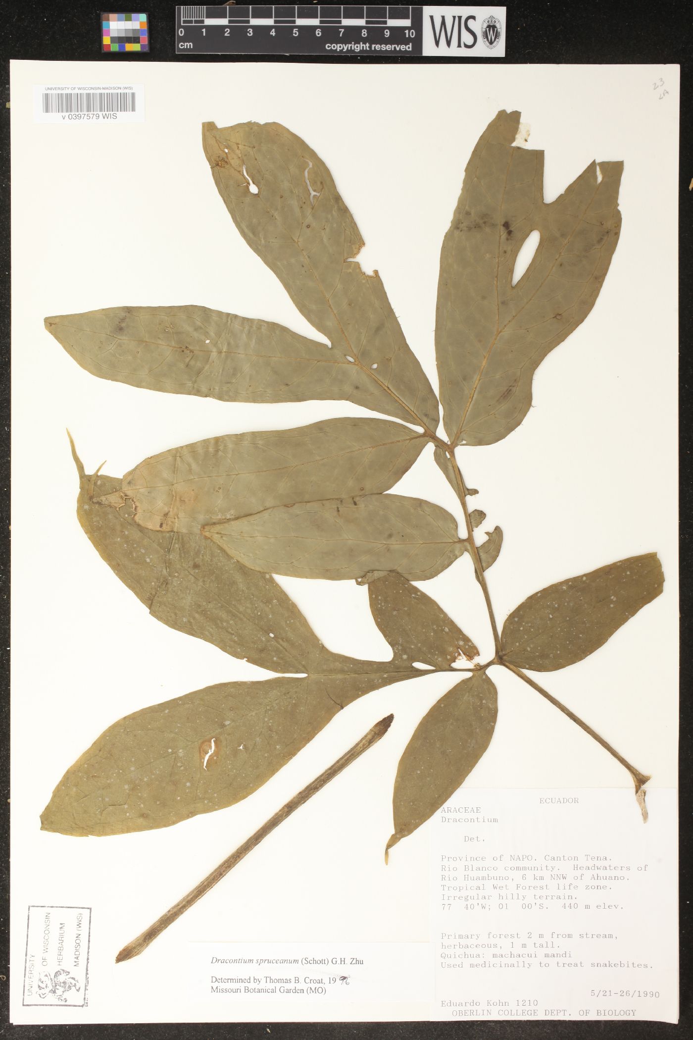 Dracontium spruceanum image