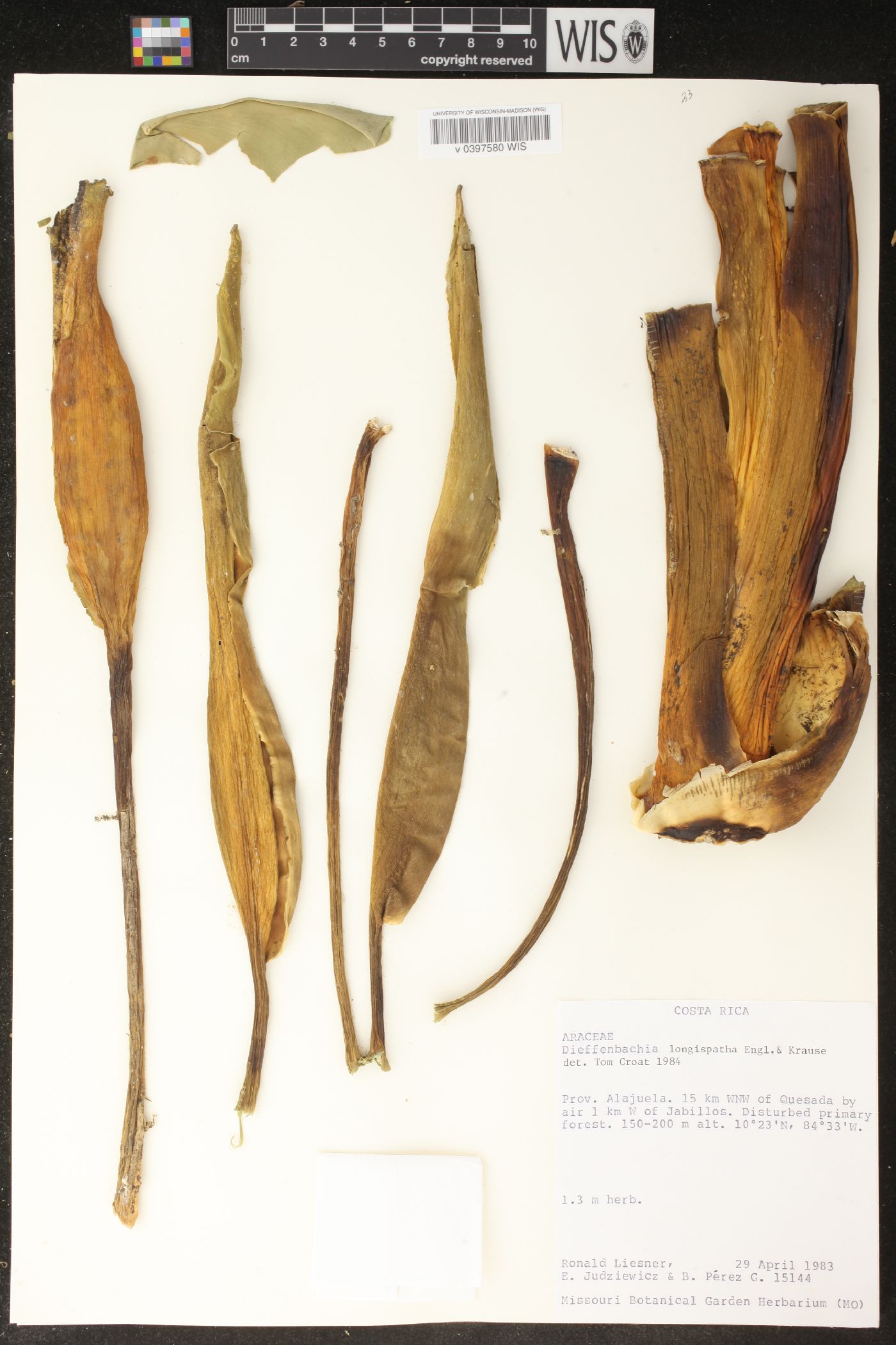 Dieffenbachia longispatha image
