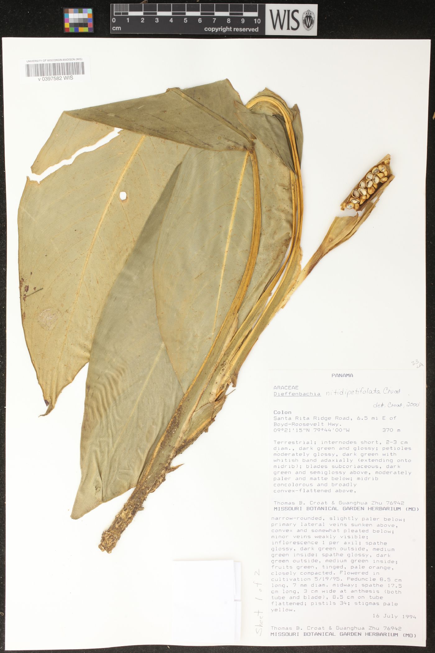 Dieffenbachia nitidipetiolata image