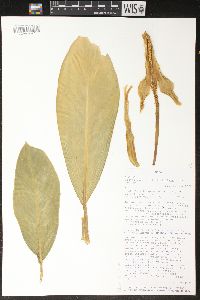 Dieffenbachia nitidipetiolata image