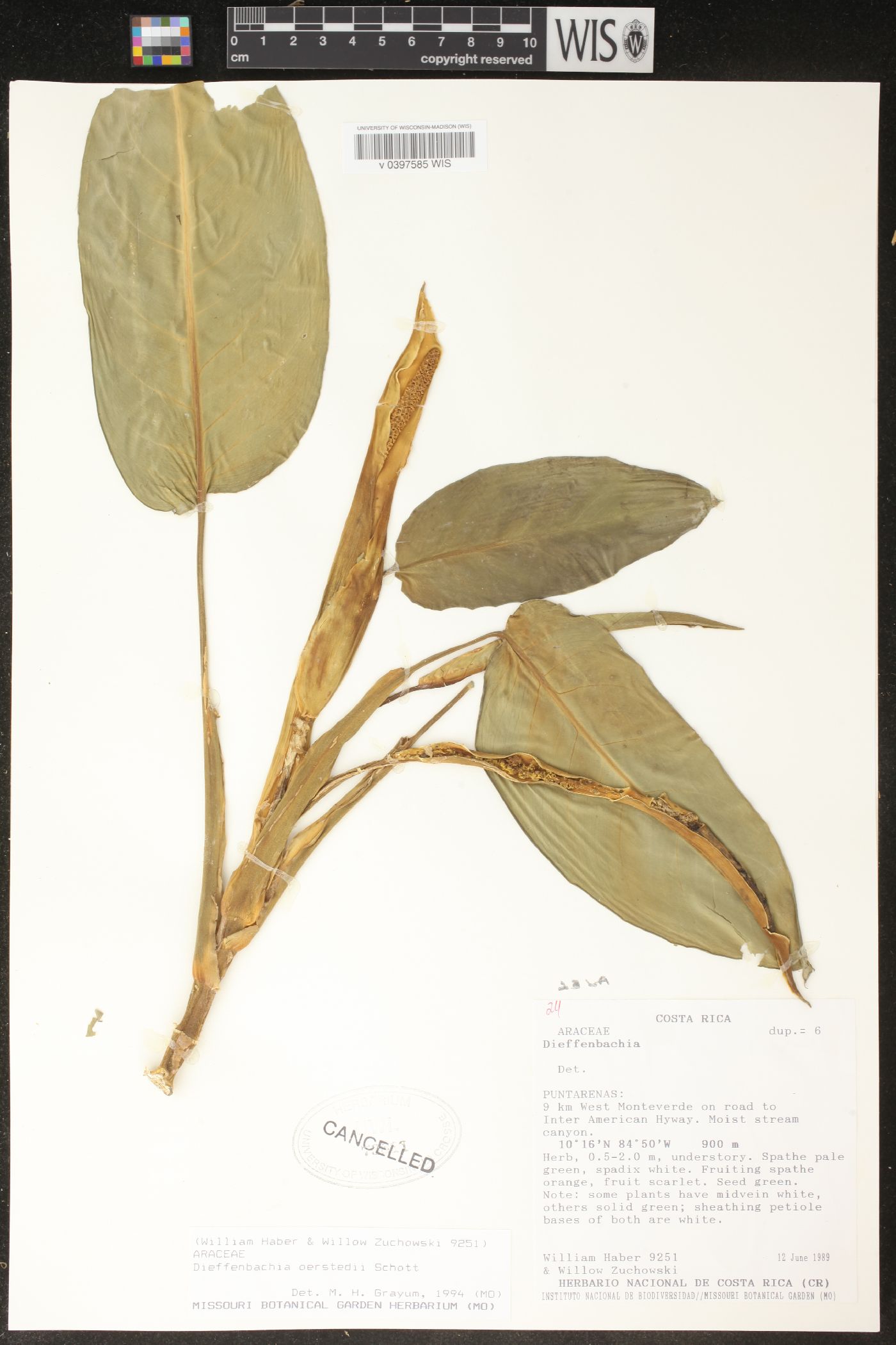 Dieffenbachia oerstedii image