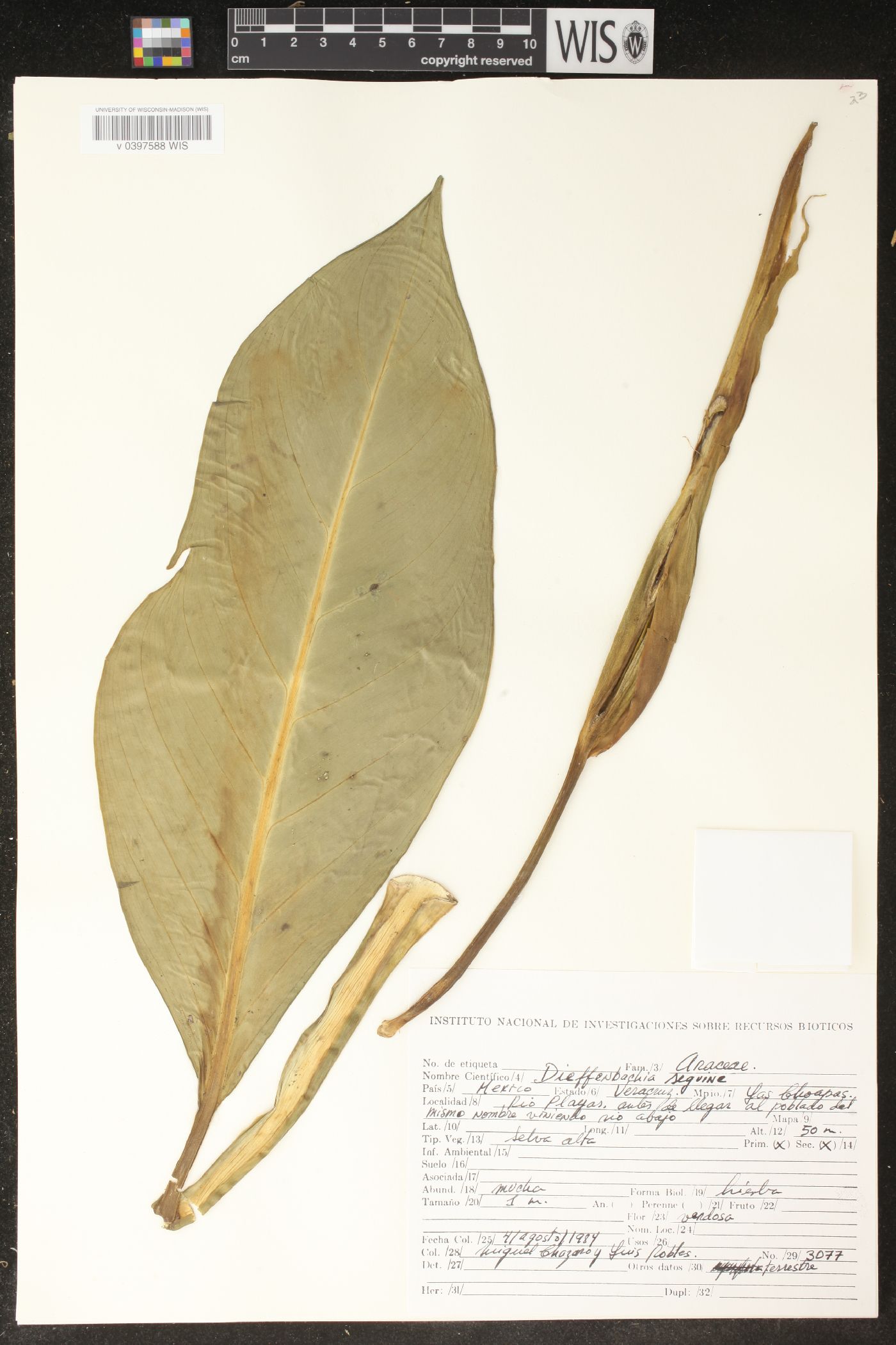 Dieffenbachia seguine image
