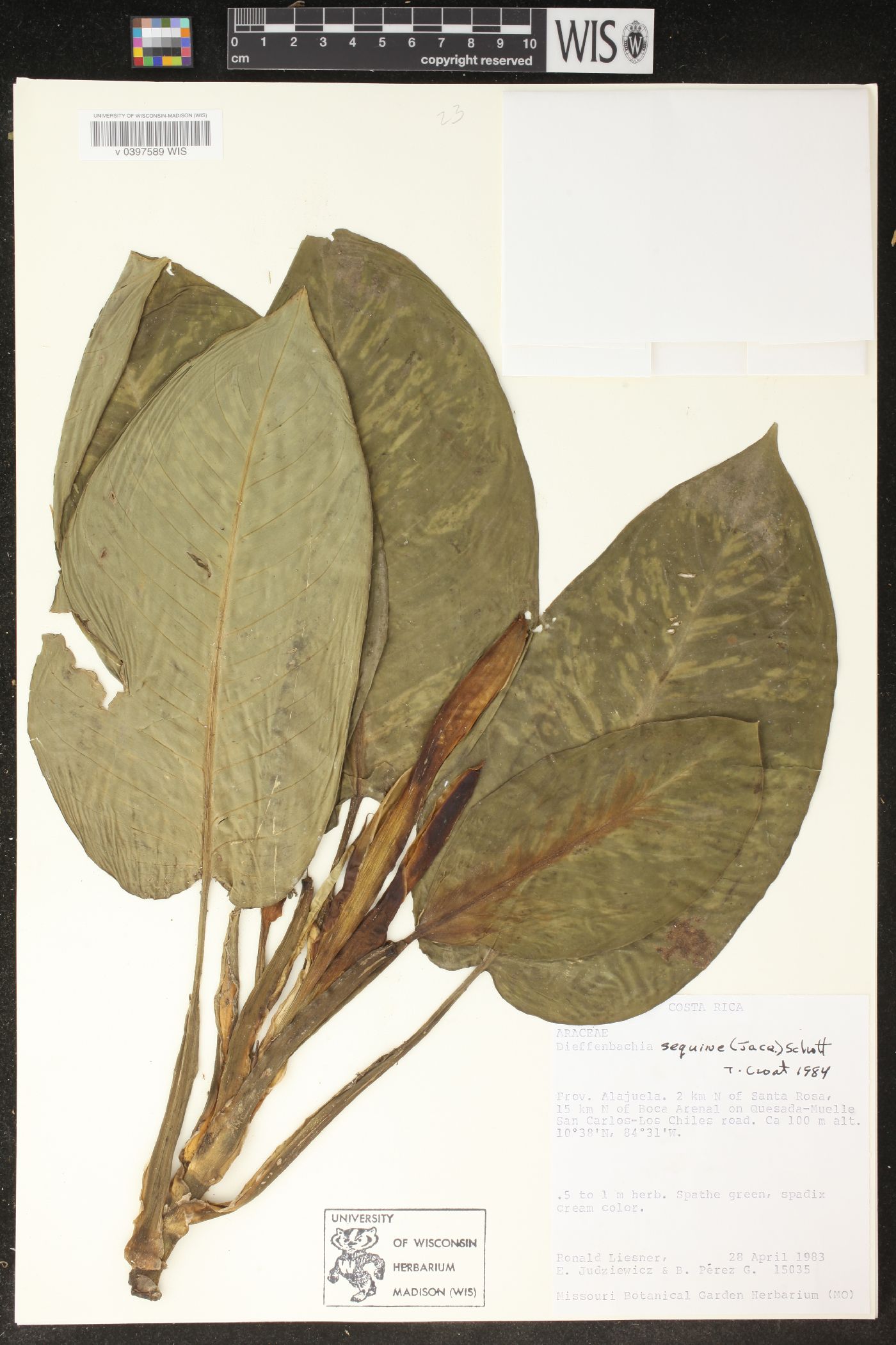 Dieffenbachia seguine image