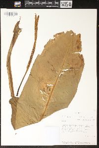 Image of Dieffenbachia tonduzii