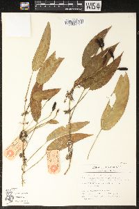 Monstera obliqua image