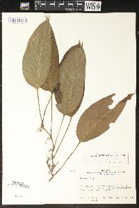 Monstera obliqua image
