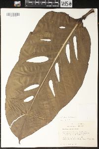 Monstera lechleriana image