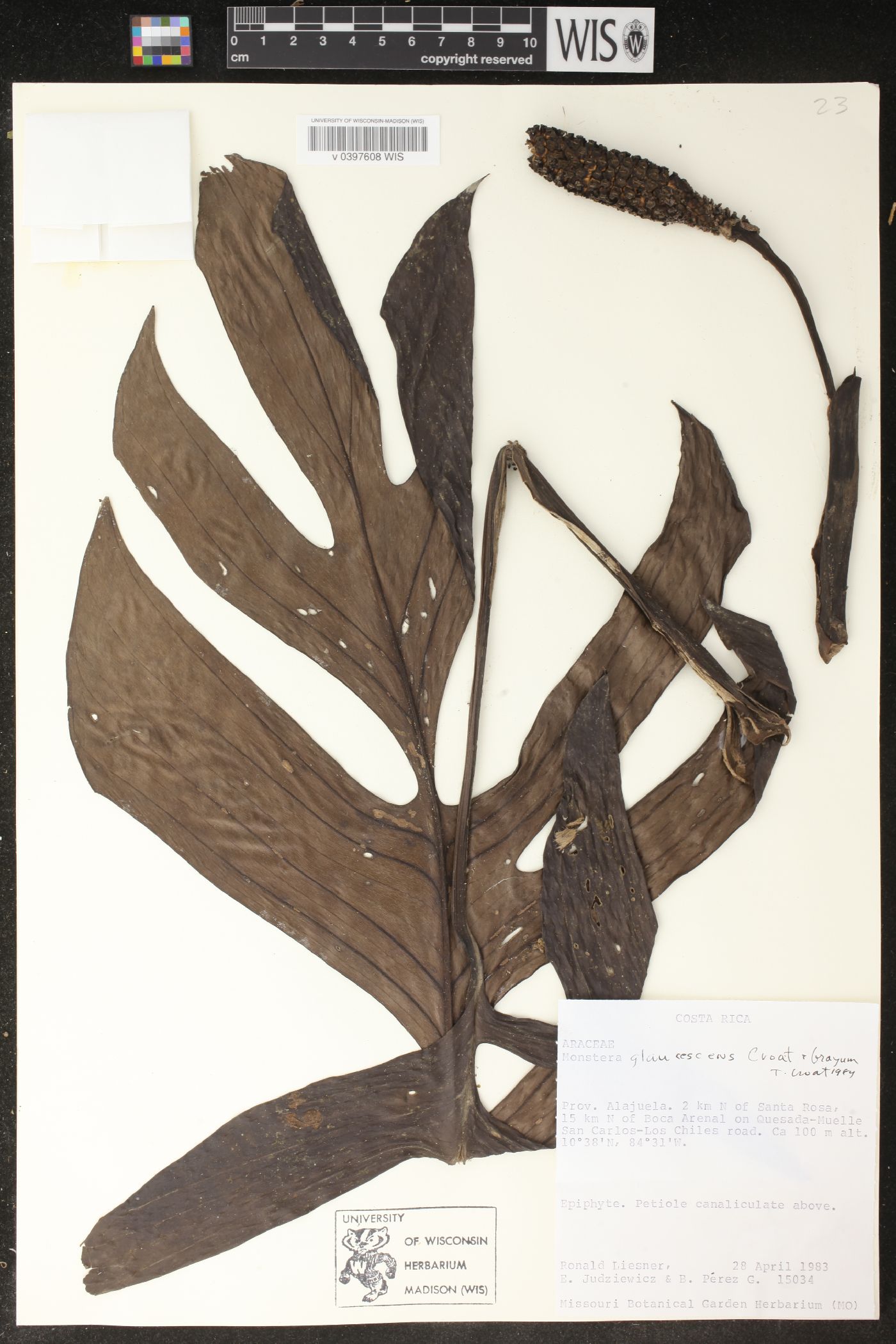Monstera glaucescens image