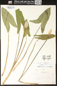 Peltandra sagittifolia image