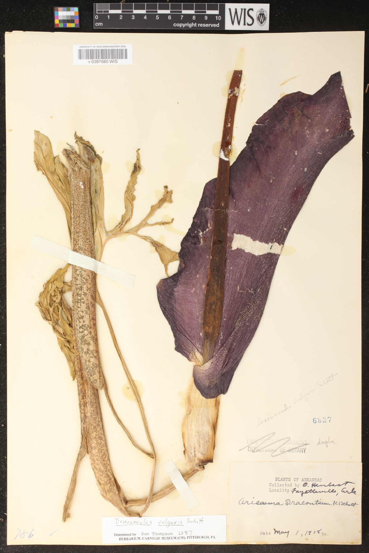 Dracunculus vulgaris image