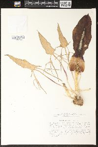 Media resource of Eminium albertii