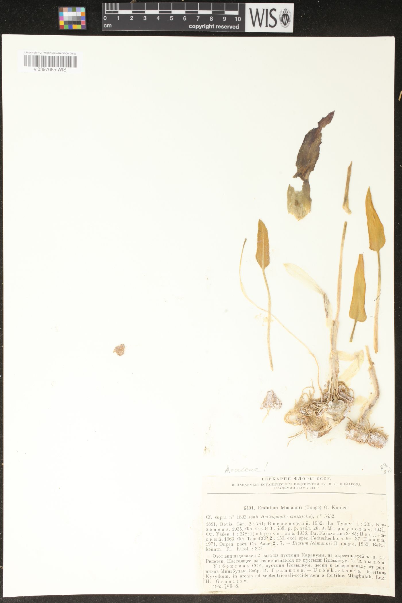 Eminium lehmannii image