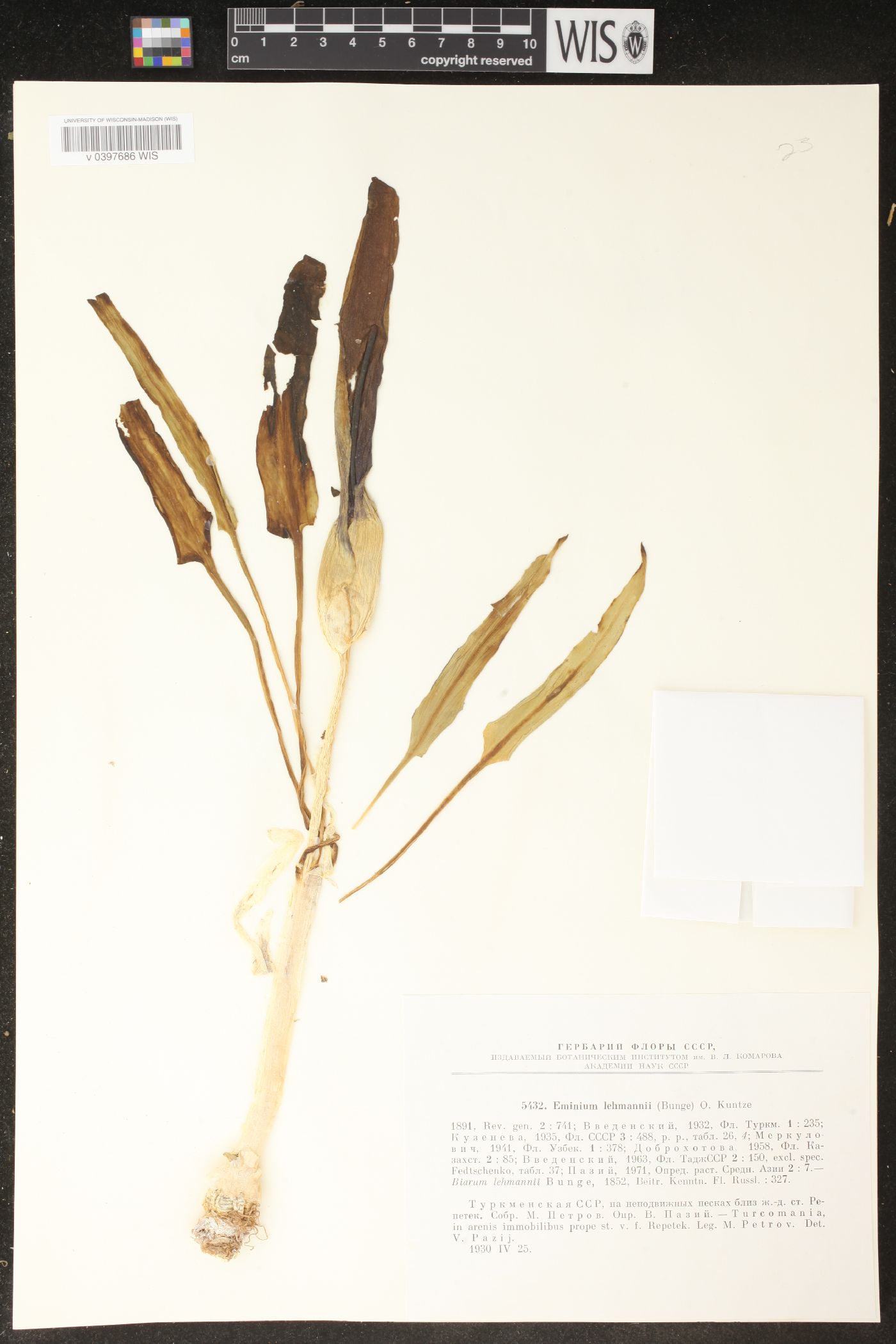 Eminium lehmannii image