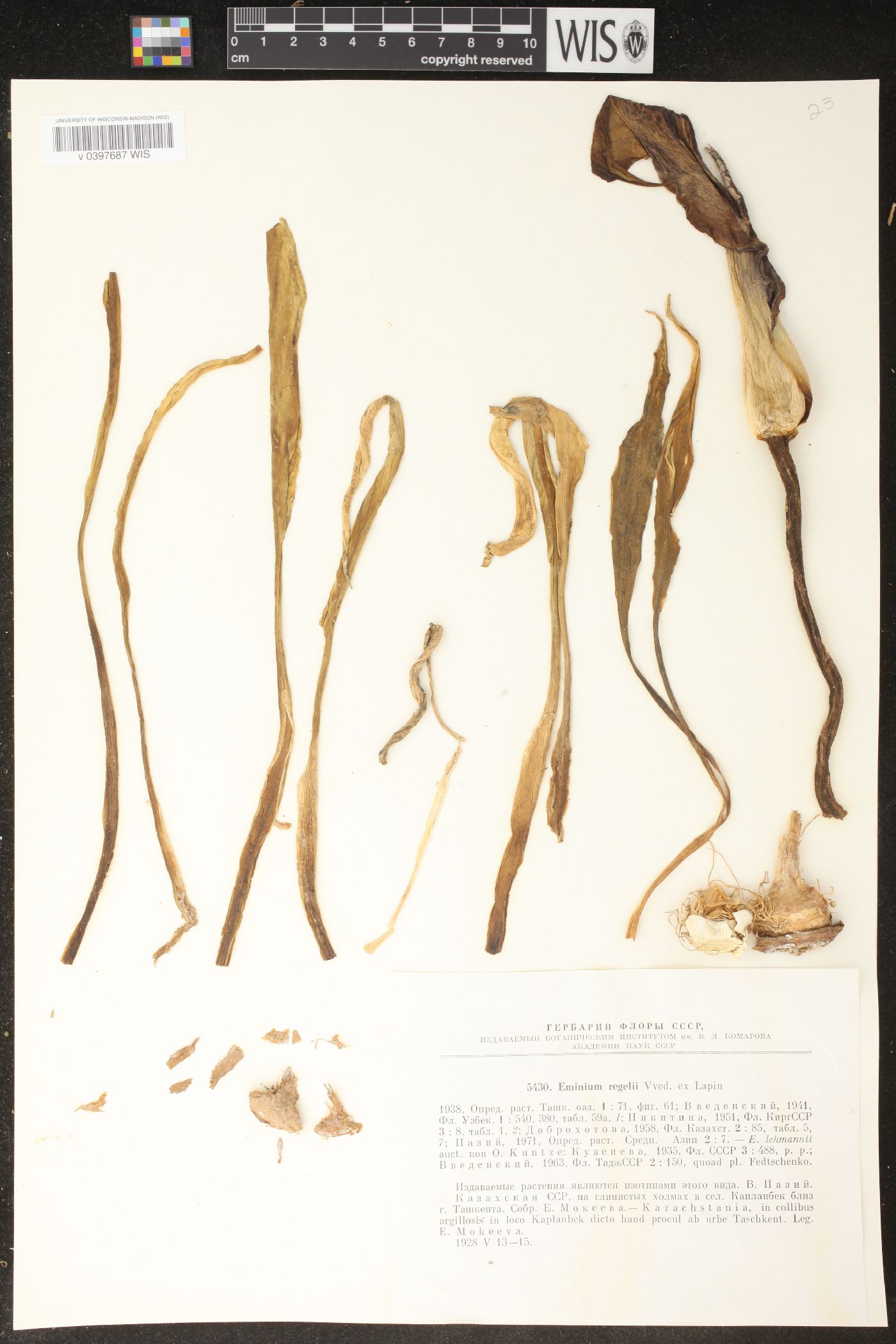 Eminium regelii image