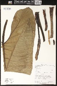 Philodendron deflexum image