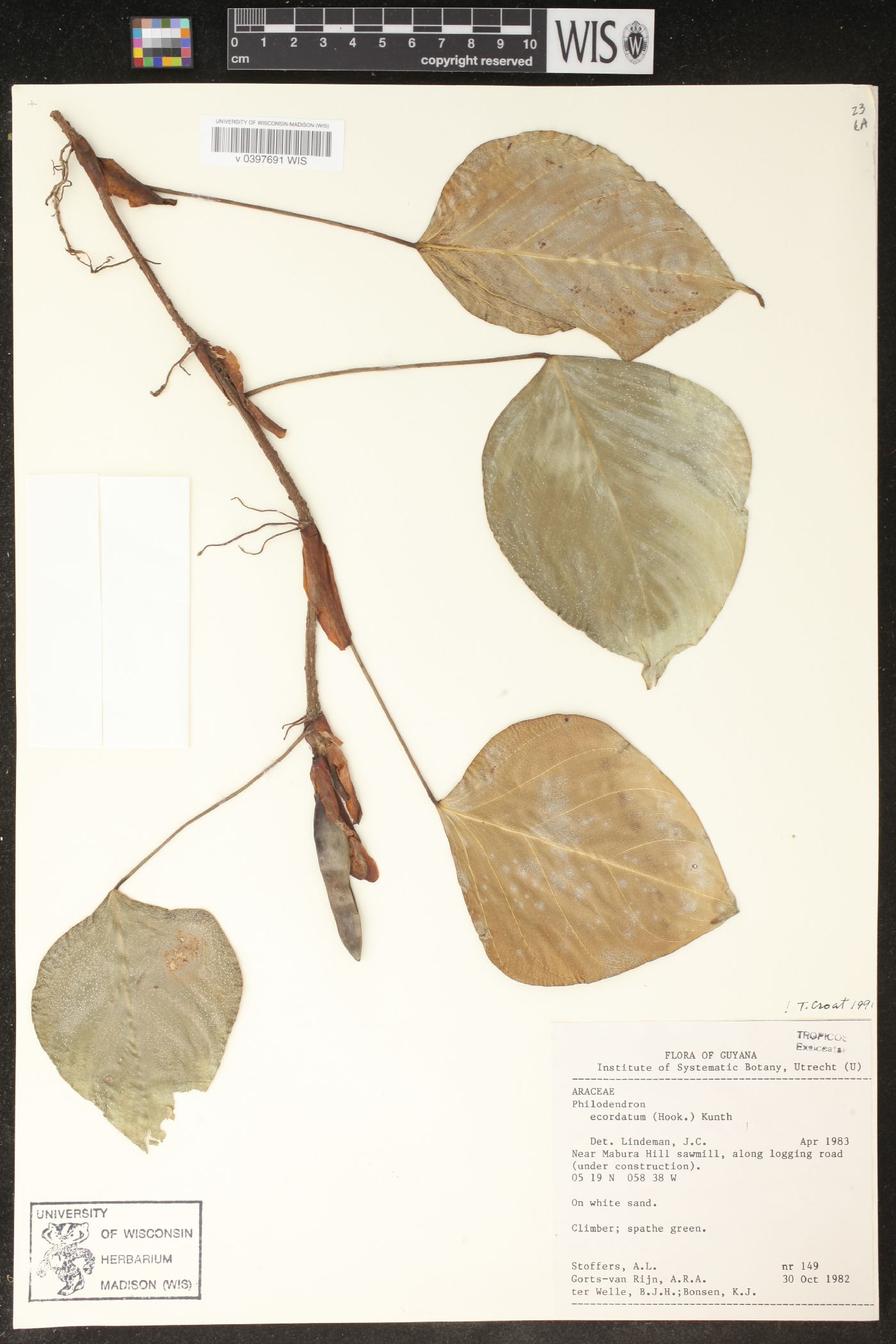 Philodendron ecordatum image