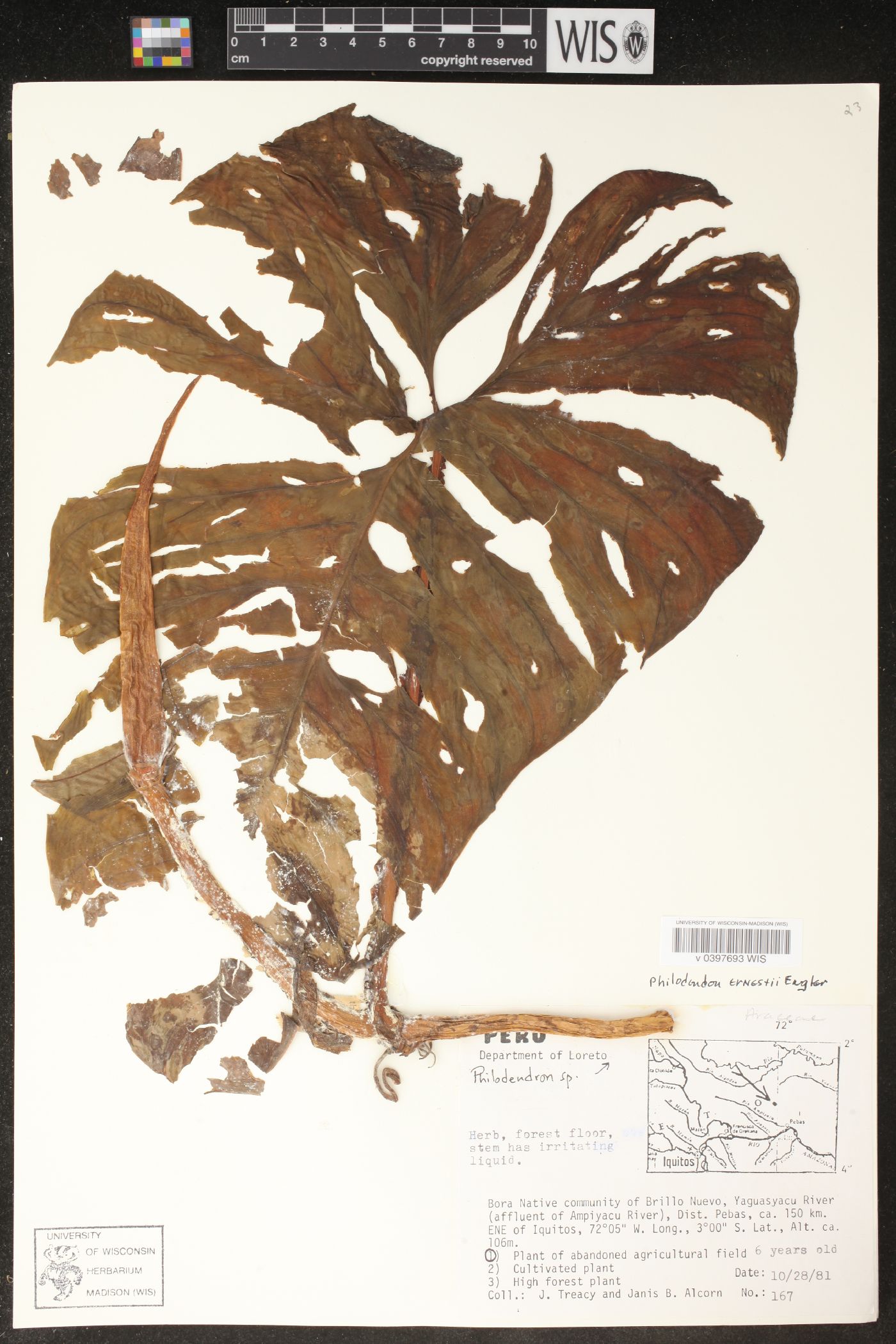 Philodendron ernestii image