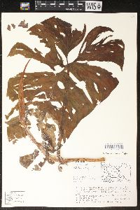 Philodendron ernestii image