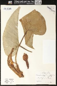 Philodendron fragrantissimum image