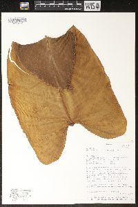 Philodendron ferrugineum image