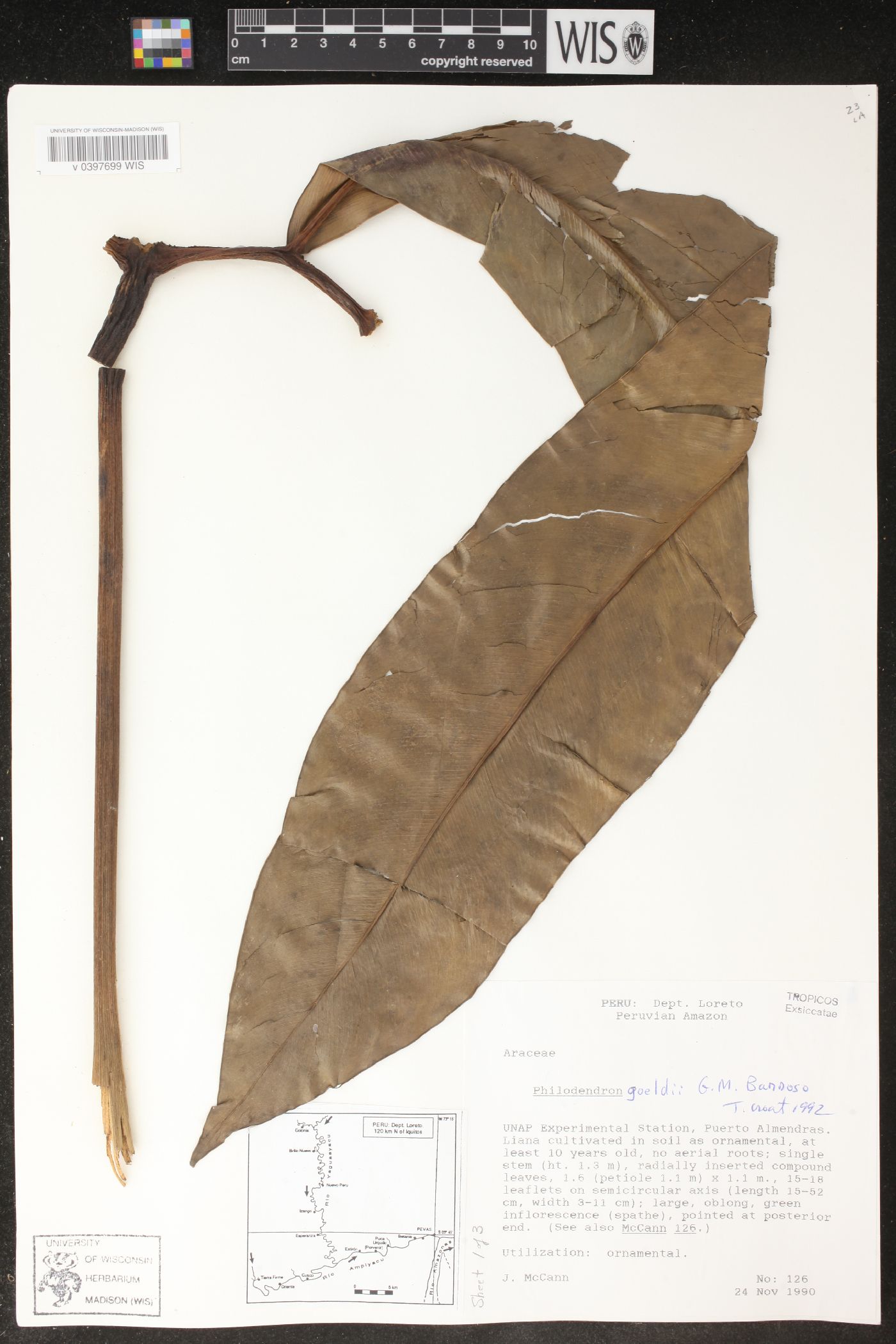 Philodendron goeldii image