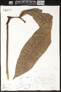 Philodendron goeldii image