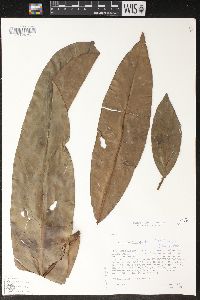 Philodendron goeldii image