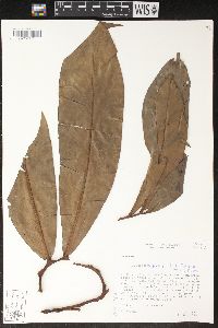 Philodendron goeldii image