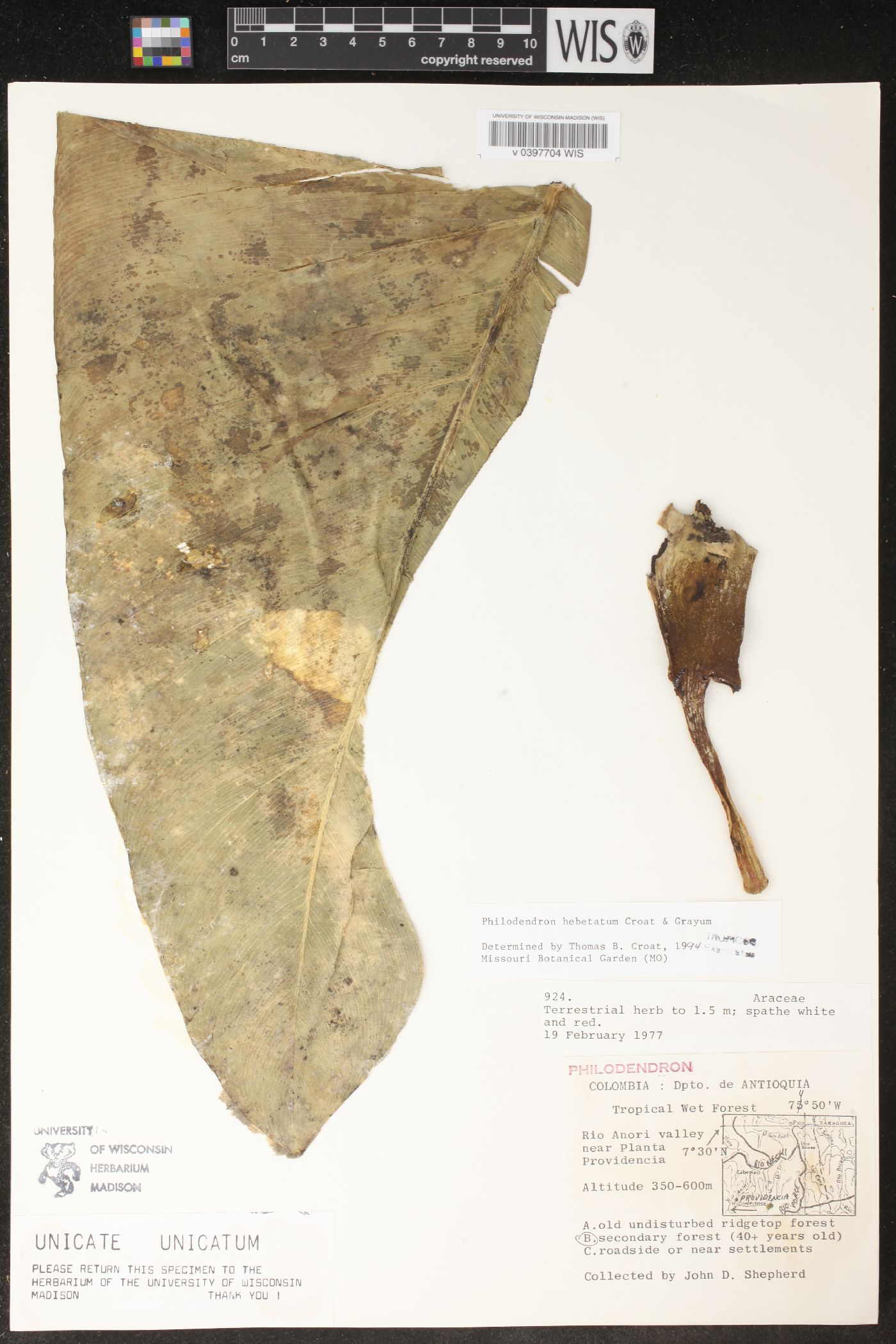 Philodendron hebetatum image