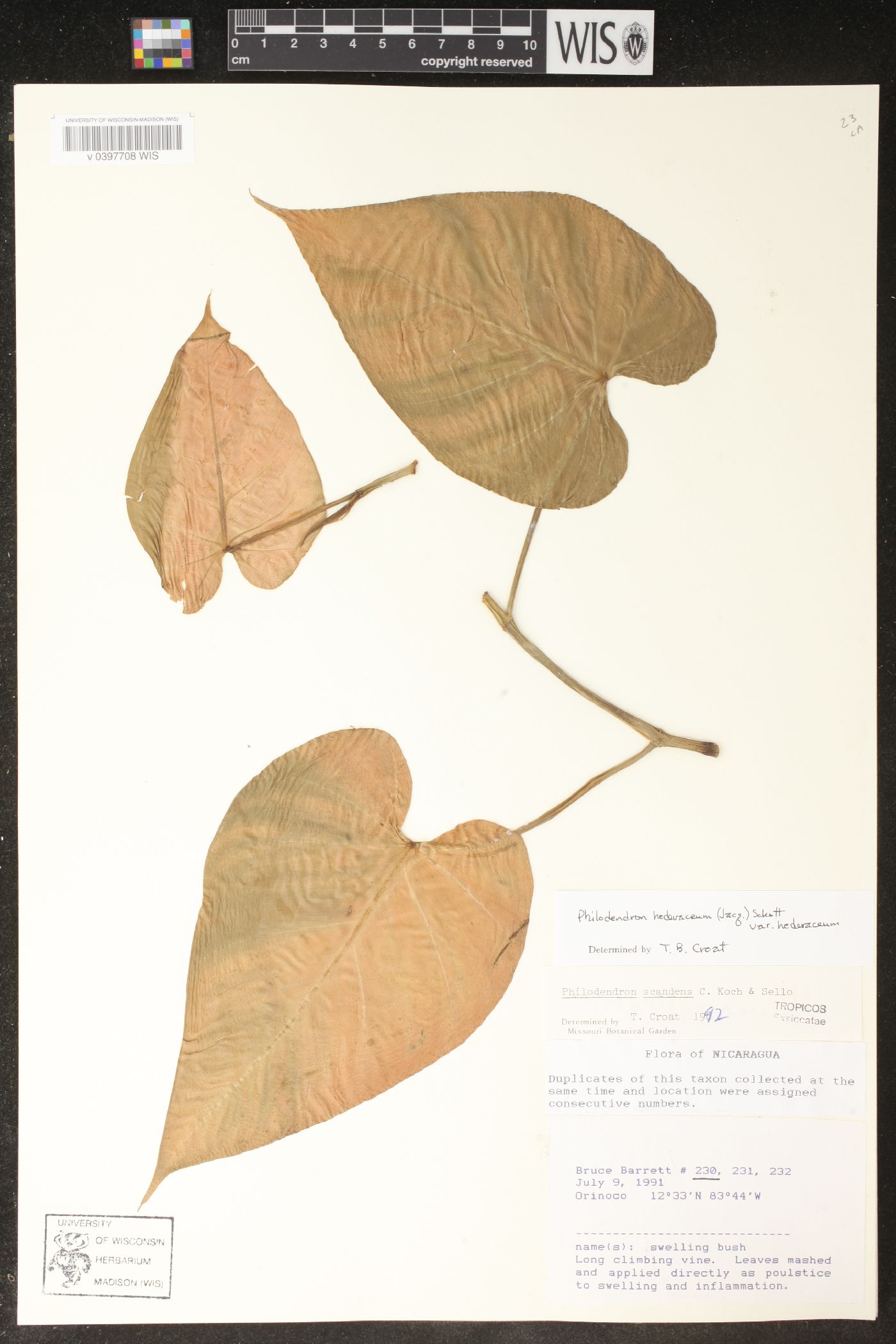 Philodendron hederaceum var. hederaceum image