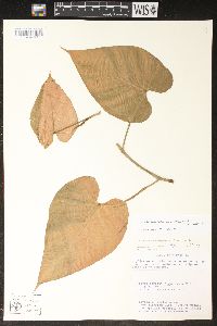 Philodendron hederaceum var. hederaceum image