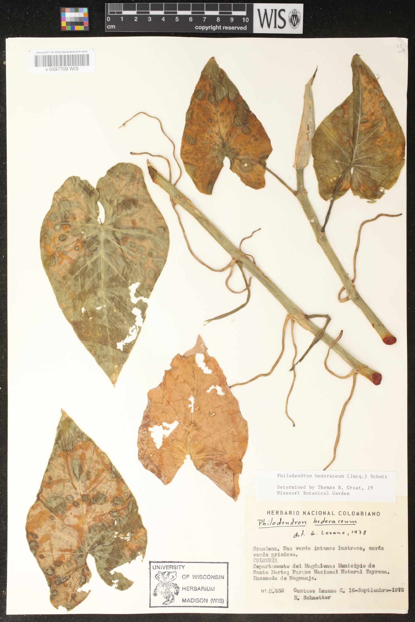 Philodendron hederaceum image