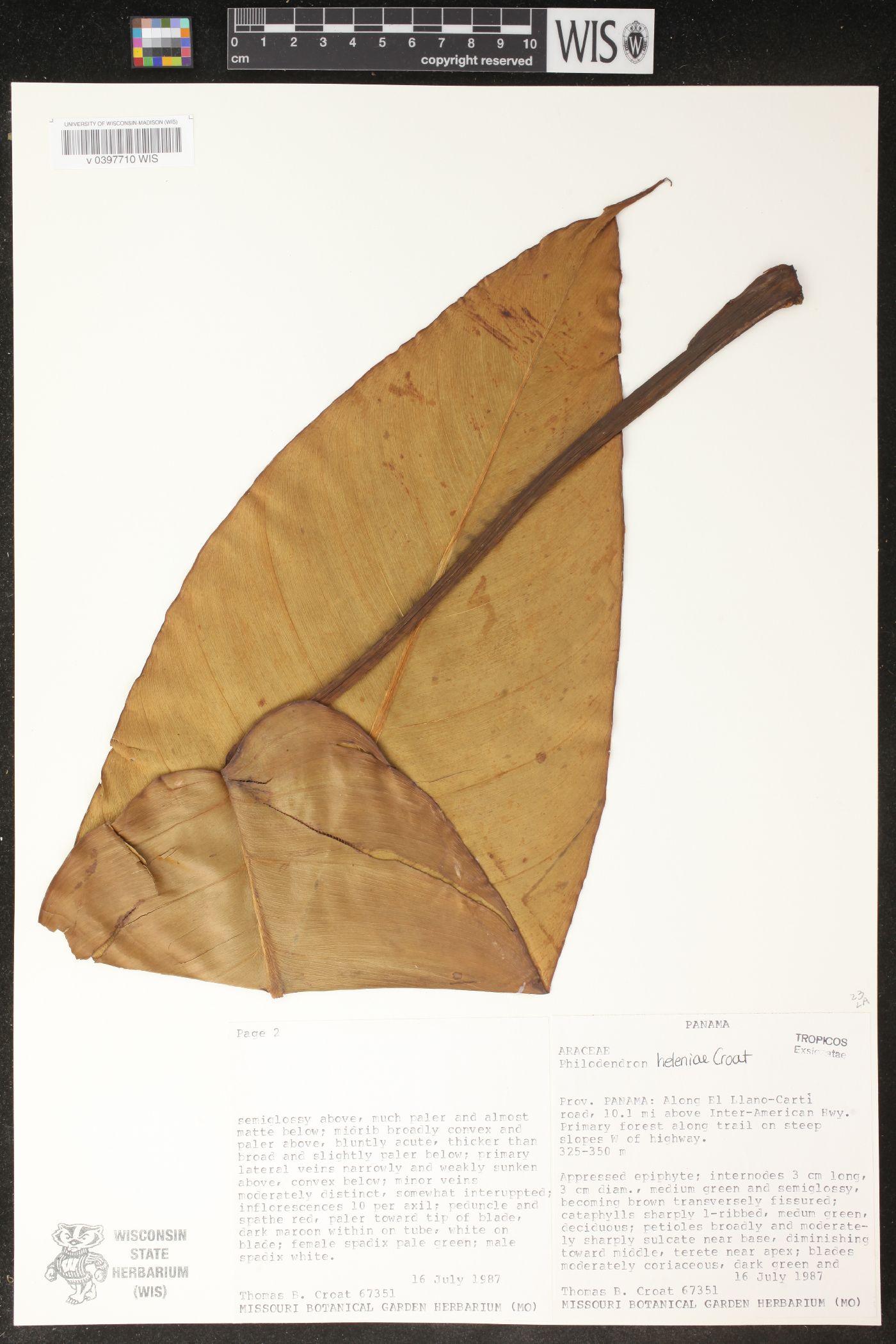 Philodendron heleniae image