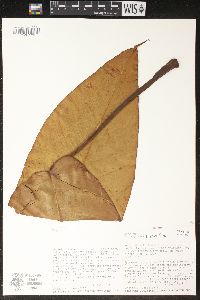 Philodendron heleniae image