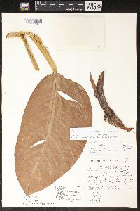 Philodendron ichthyoderma image