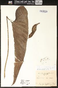 Philodendron jodavisianum image