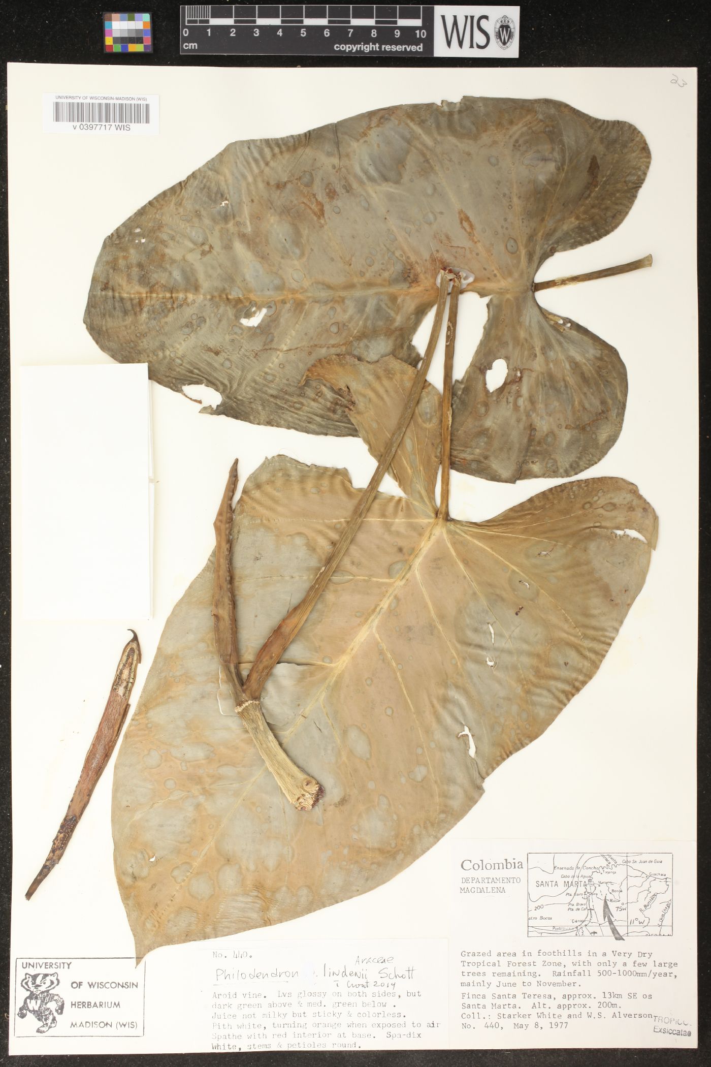 Philodendron lindenii image