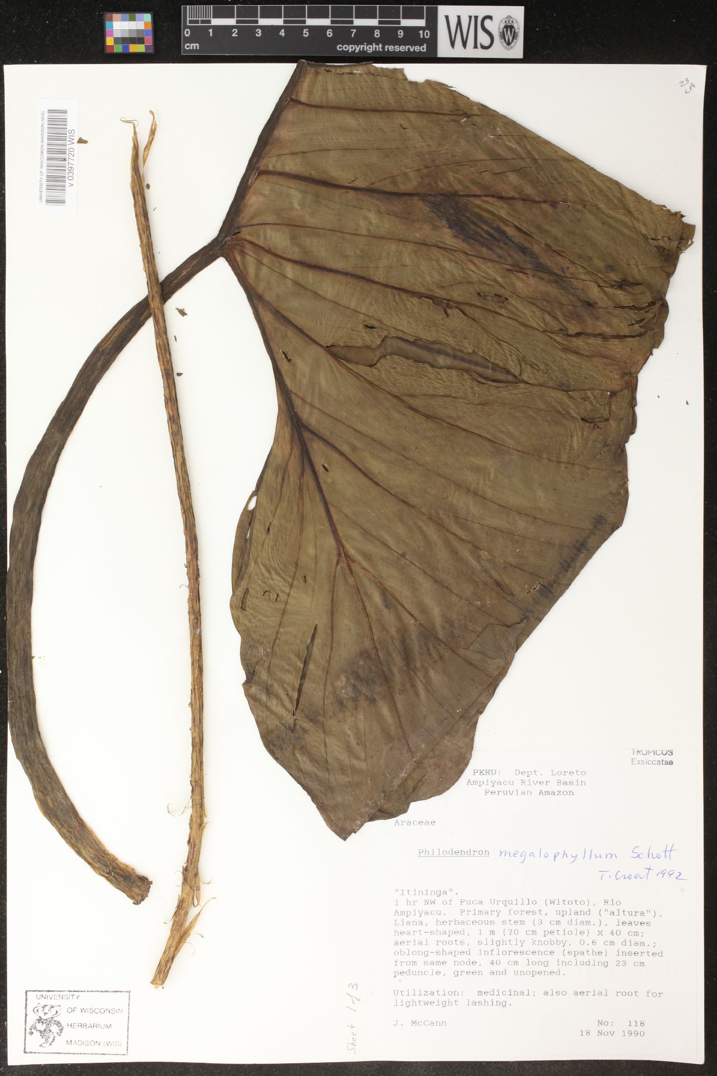 Philodendron megalophyllum image