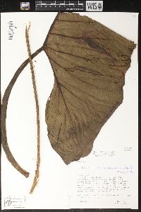 Philodendron megalophyllum image