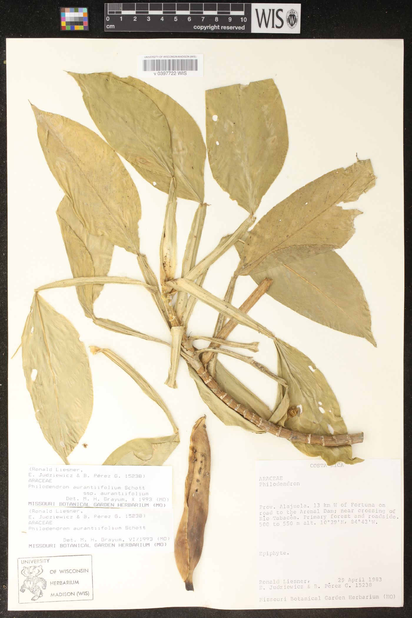 Philodendron aurantiifolium subsp. aurantiifolium image