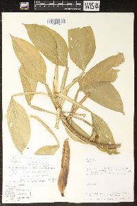Philodendron aurantiifolium subsp. aurantiifolium image