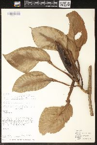 Philodendron aurantiifolium subsp. calderense image